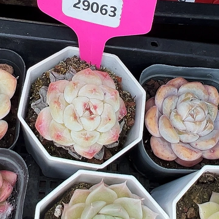 凌***心糖心   29063号