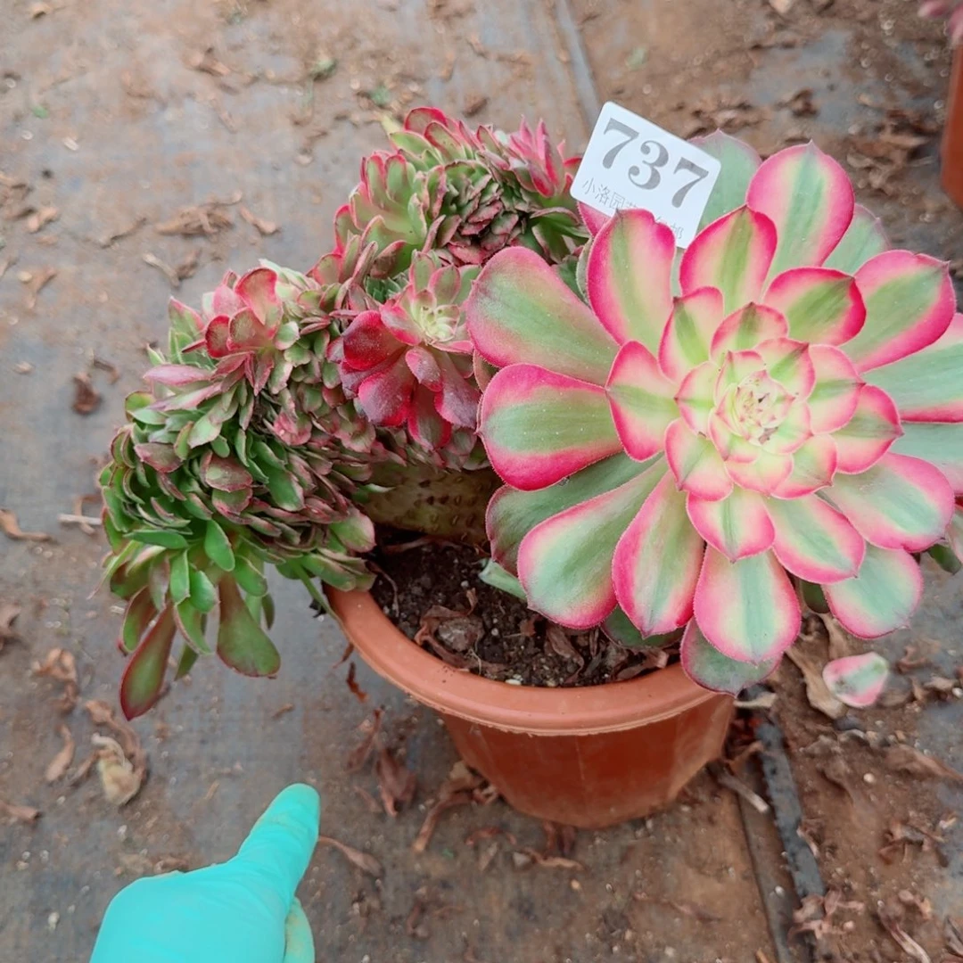 737荔枝缀化多肉植物满28包邮