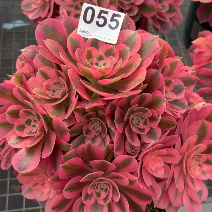 055女巫22厘米左右