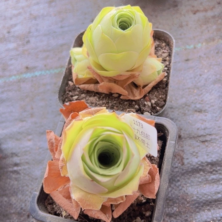 1173 裸根不带土发货