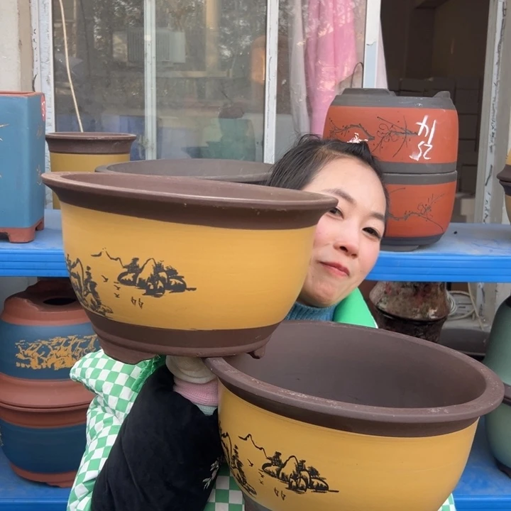 25+25黄三角金钟花盆花盆