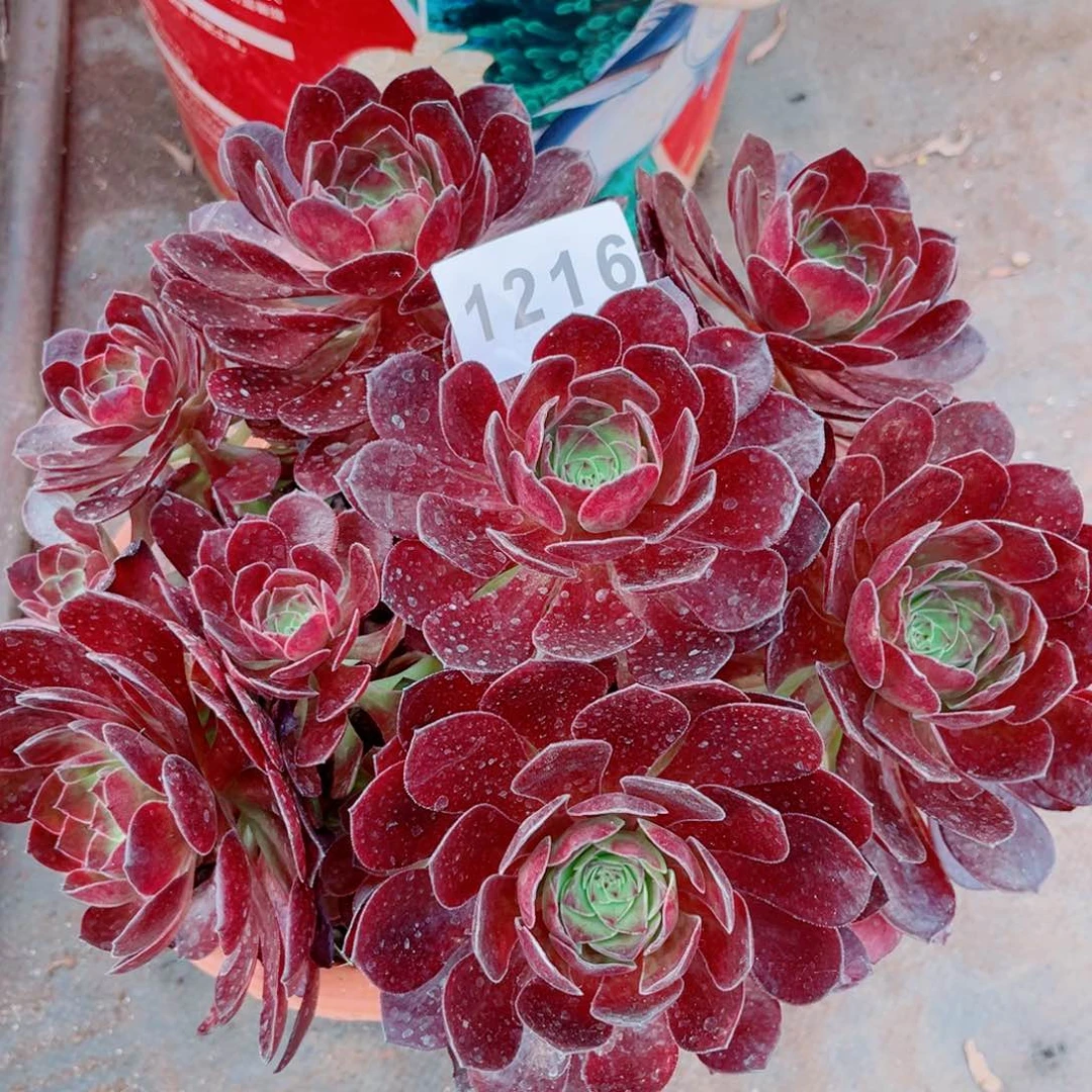 半夏变异多肉发货