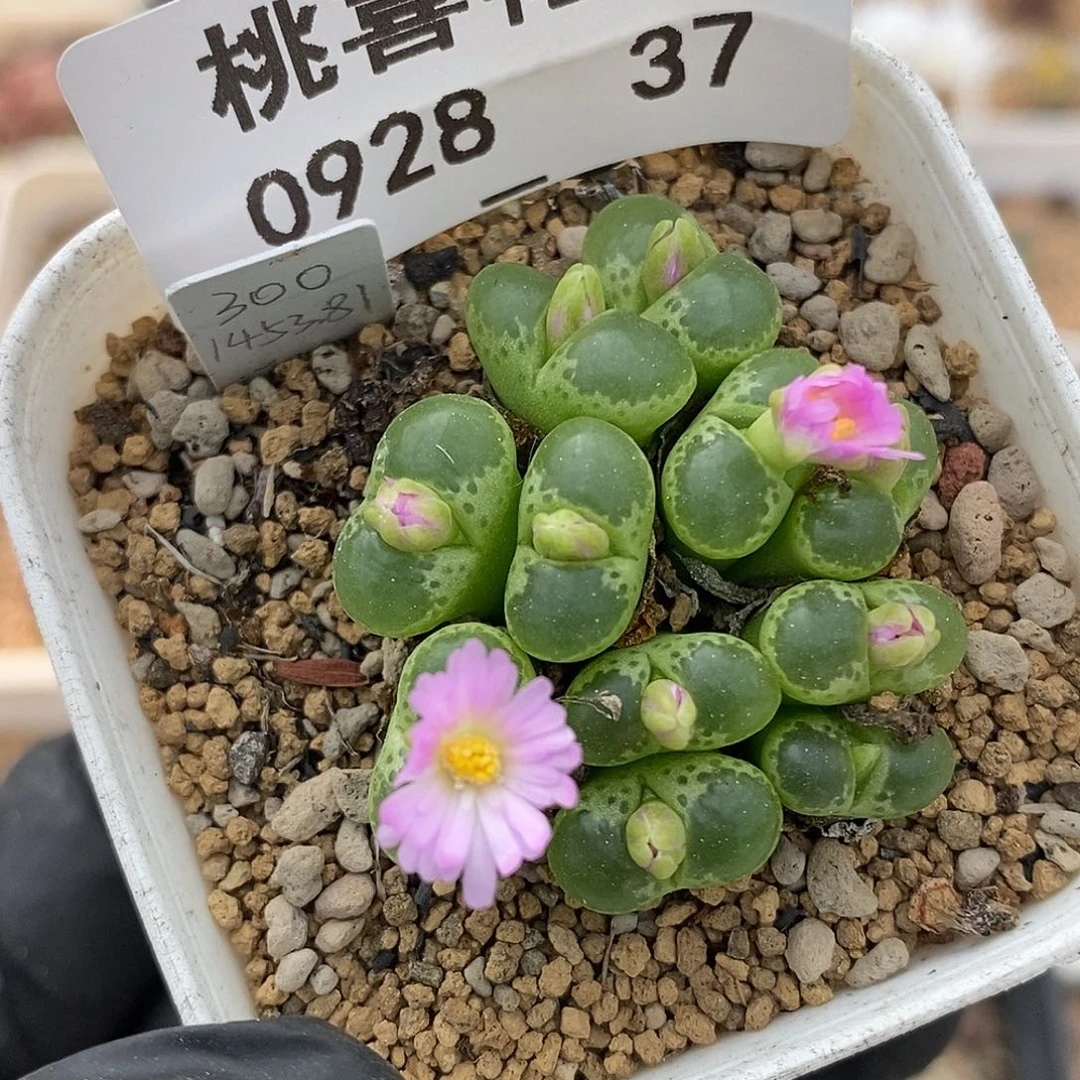 0928-37-绿眼睛福利。