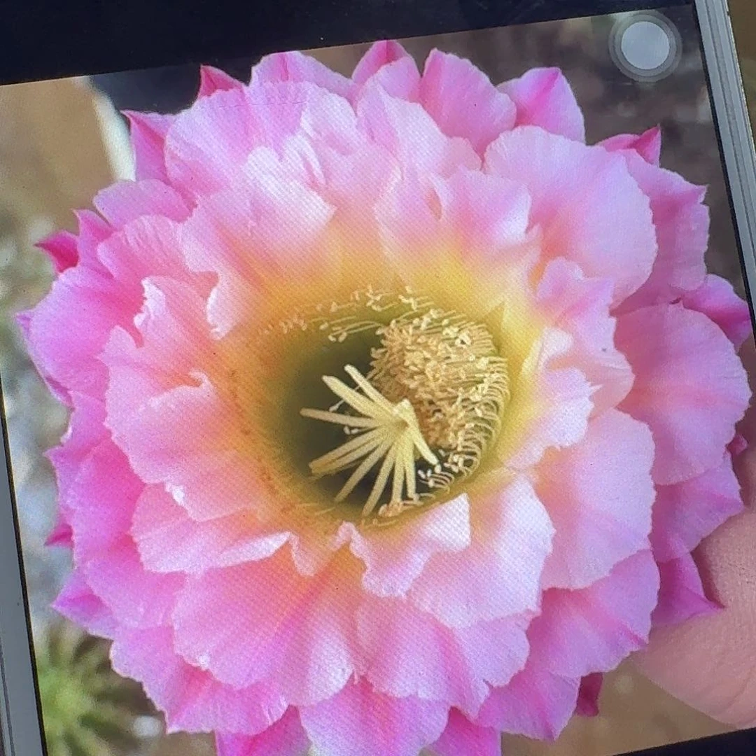 河岸侧芽5公分毛花柱仙人球