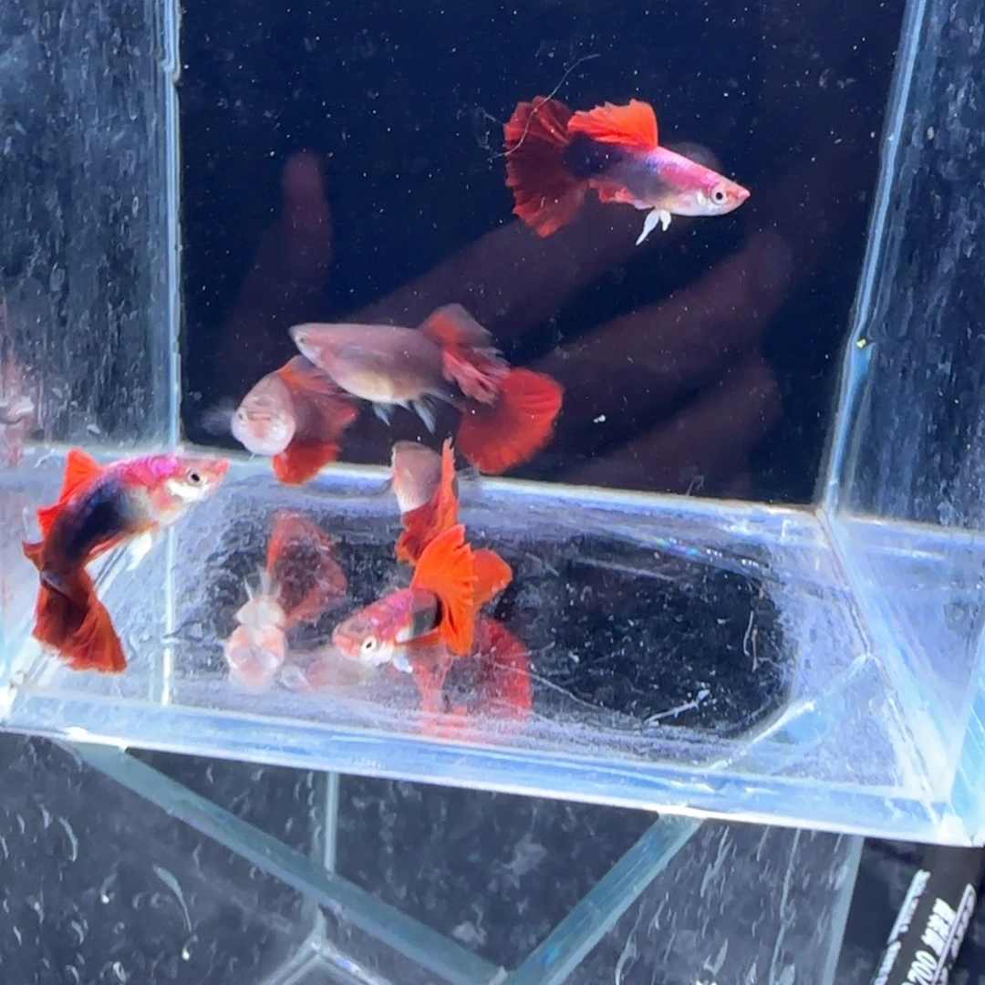 孔雀鱼瑕疵折扇3对