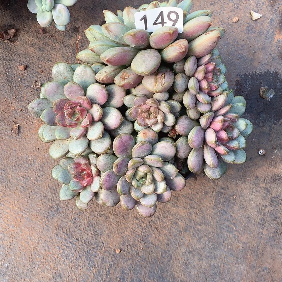149葡萄 一物一拍多肉