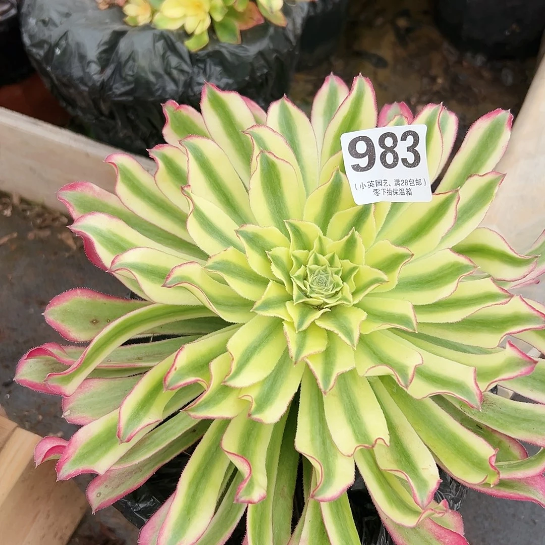 多肉植物983绿体仙墨