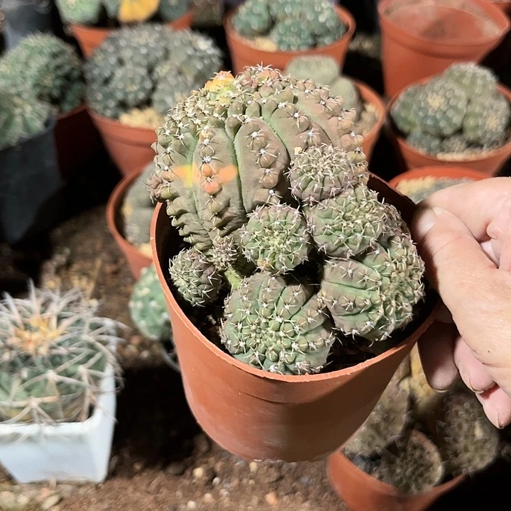 全部花朵满**牛11111111
