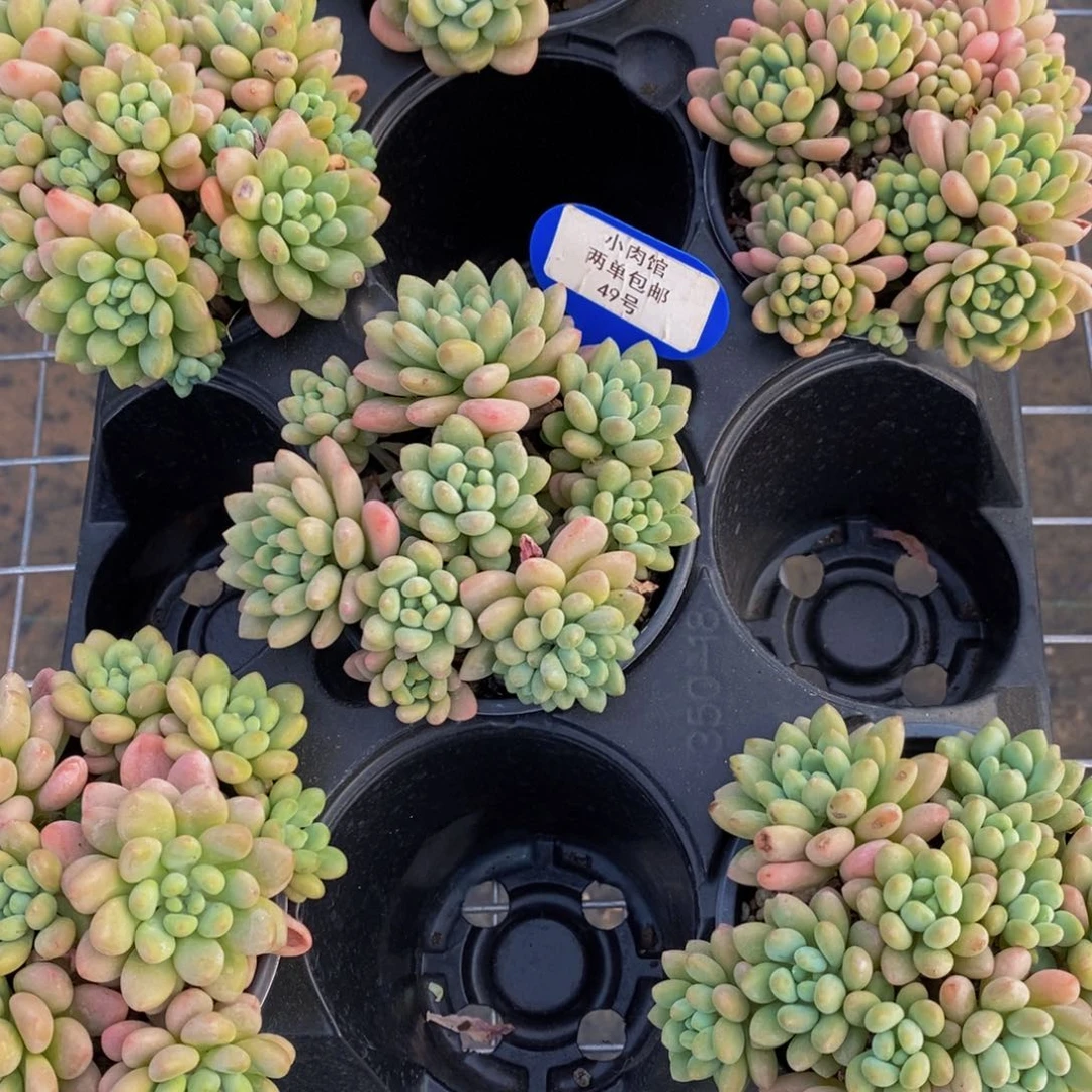 49-精品母本鱼子酱多头一个