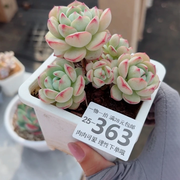 白底香草多肉植物多肉植物