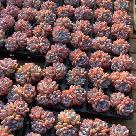 韩橙。