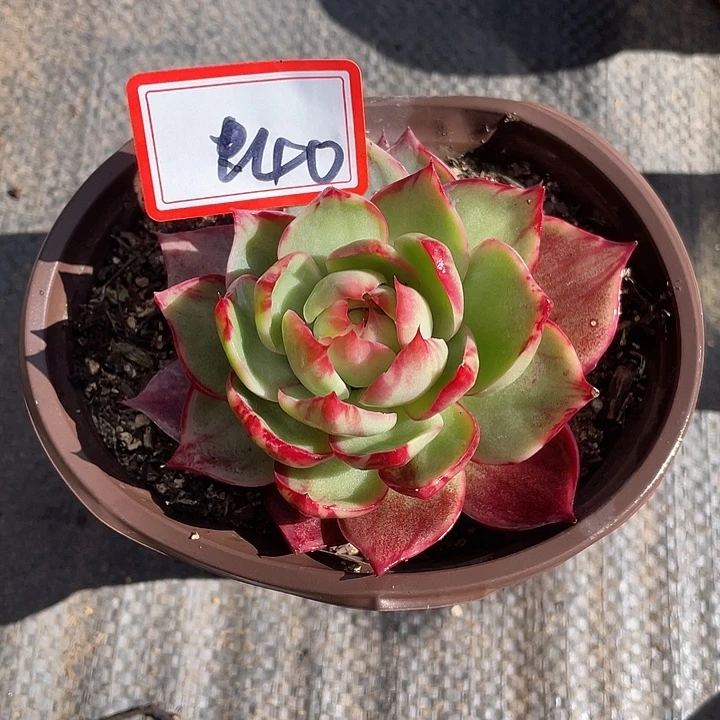 小***花40////////////////
