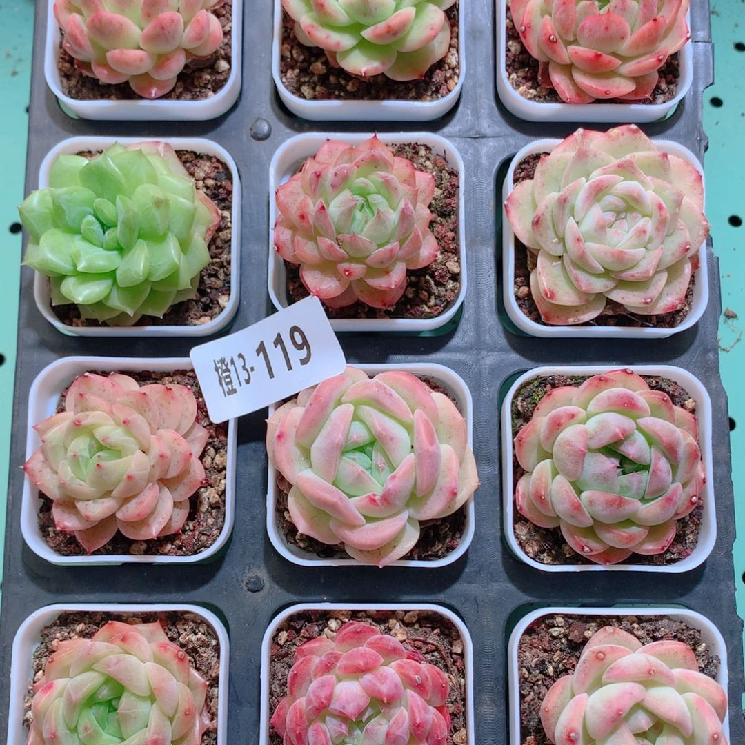 13-119一物一拍多肉带盆18颗