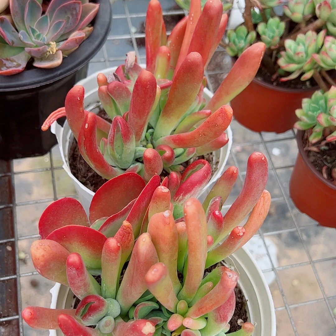 火狐狸多头大盆群老桩特价