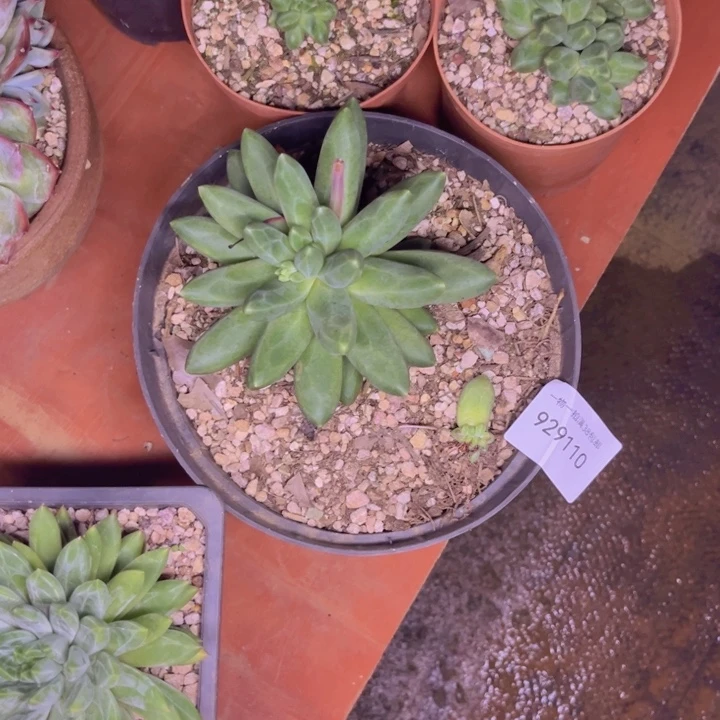 平***乐一物一拍多肉9110