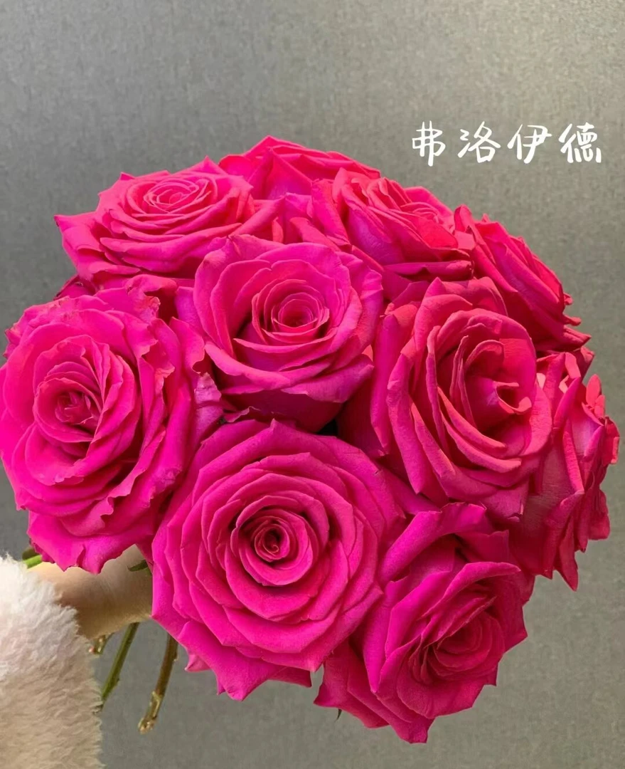 【弗洛伊德】玫瑰   一单顺丰冷链包邮  云南鲜花基地直发