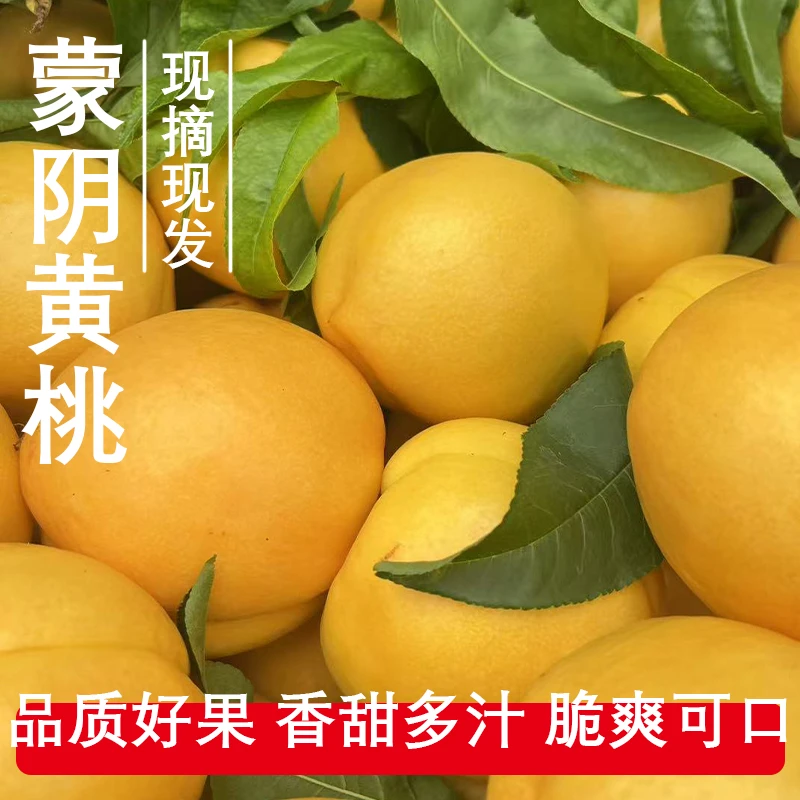 山东蒙阴现摘新鲜黄桃脆甜多汁应季水果只发中大果更好吃