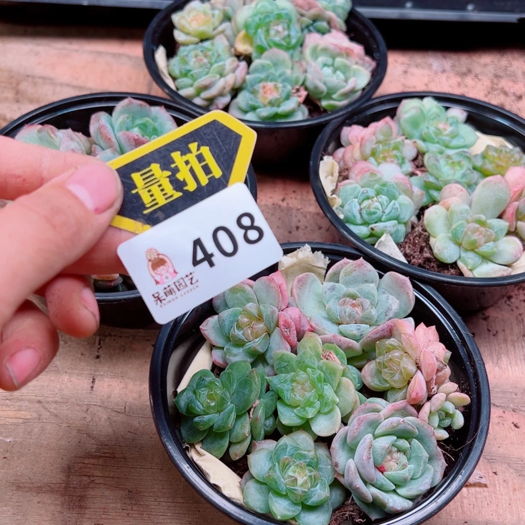 多肉植物多肉植物