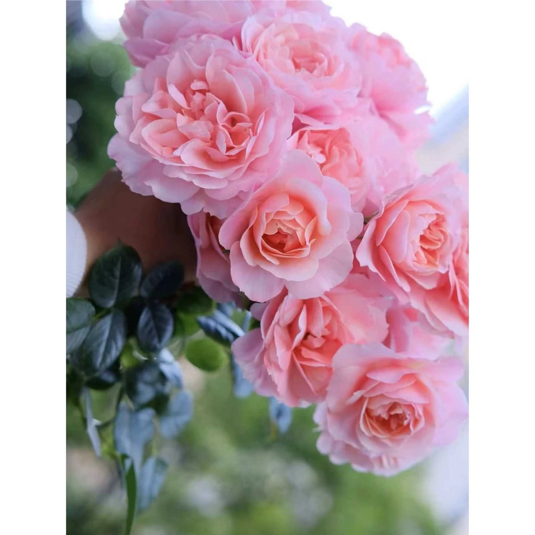 波提雪莉 灌木直立多头四季勤花抗病阳台花卉植物盆栽