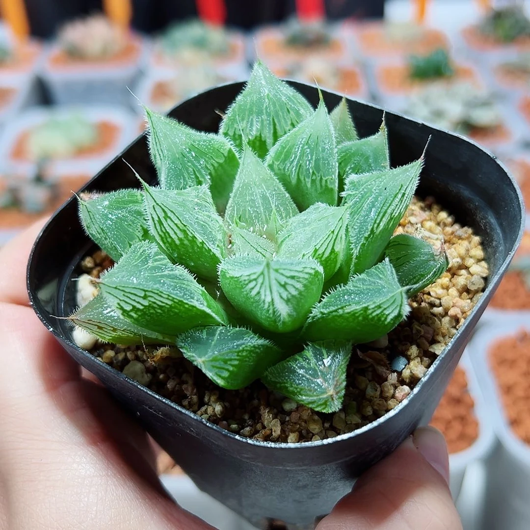 十二卷多肉实生磨面