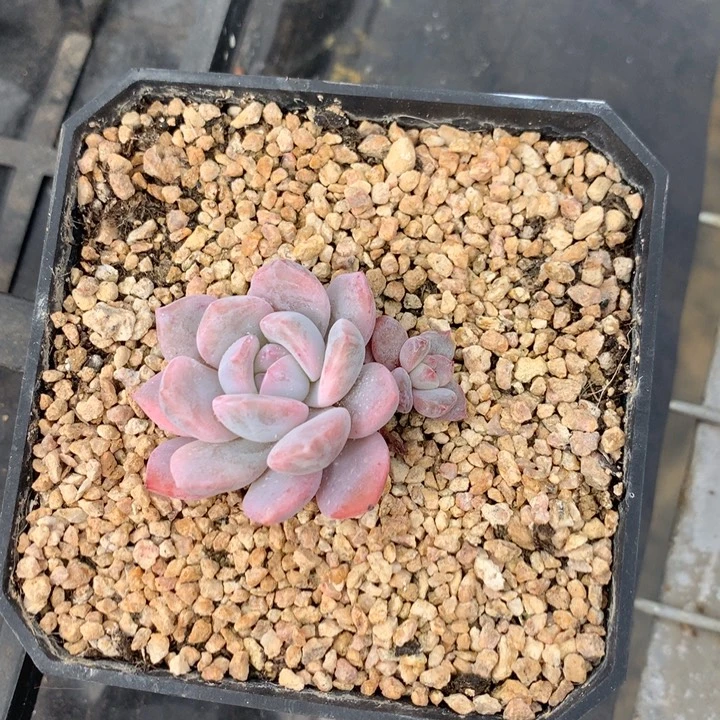 ****左小兔子梦露锦发货多肉