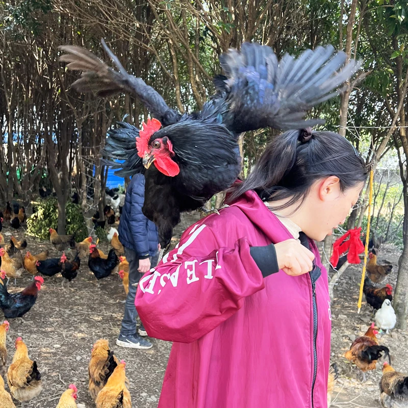【黑公鸡】湖南 石门土鸡 包邮到家