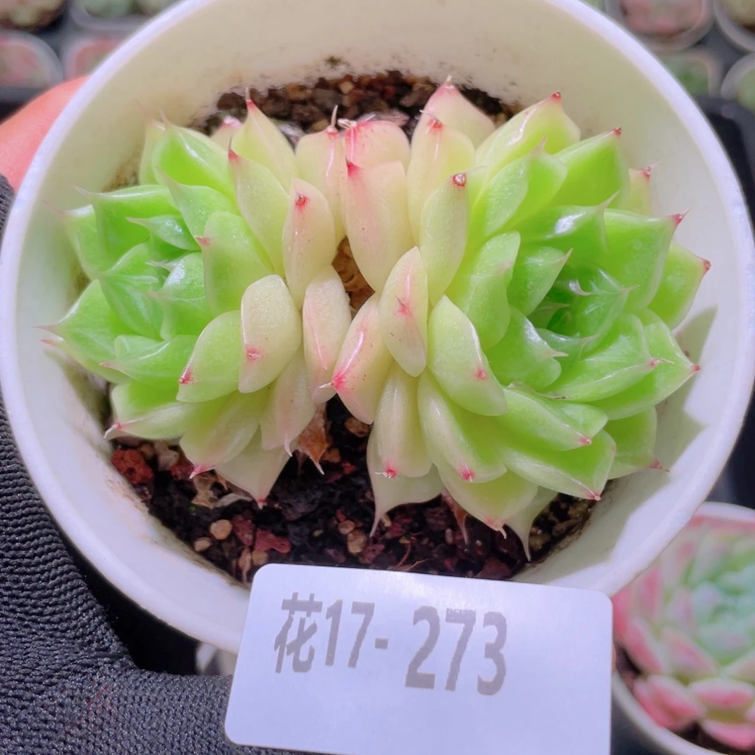 花利美17-273麦秆