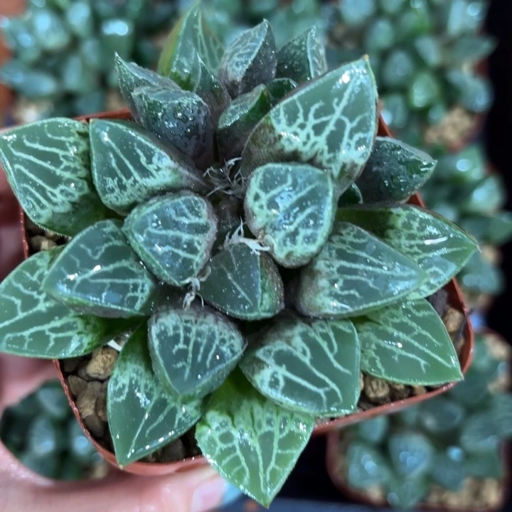 唐草寿多肉植物原盘
