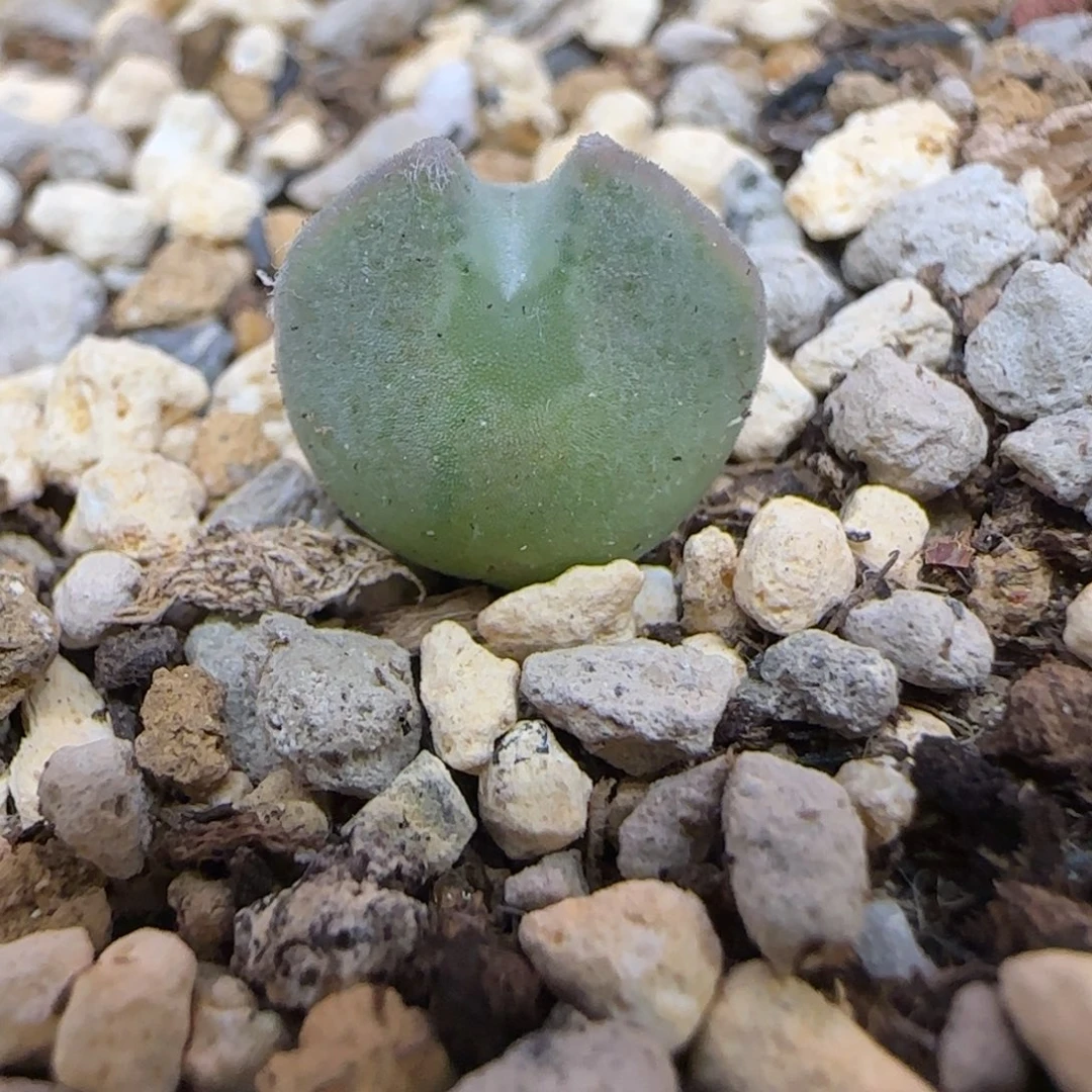短耳朵大眼睛多肉植物一颗