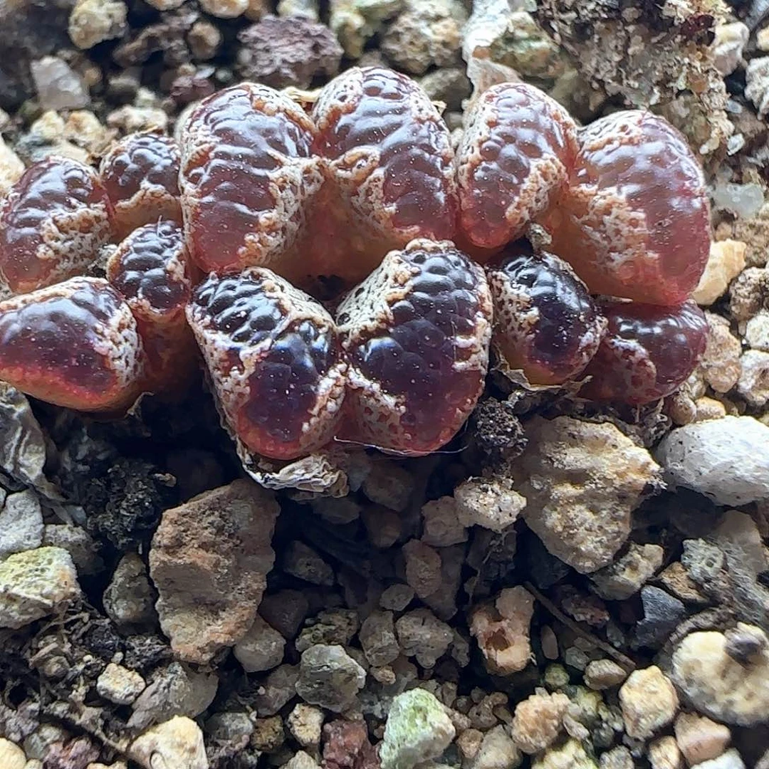 S***）哈哈哈哈哈哈哈45979