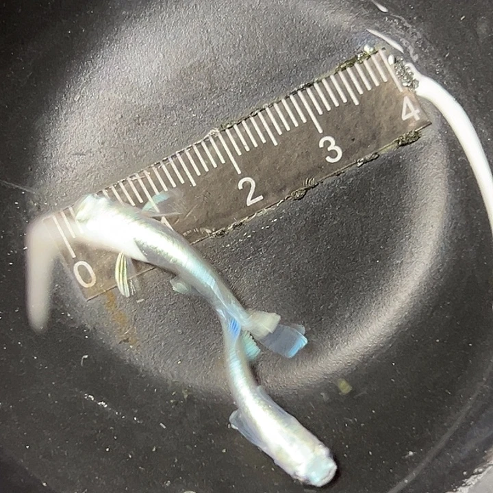 青鳉鱼宽鳍玛丽亚47¥