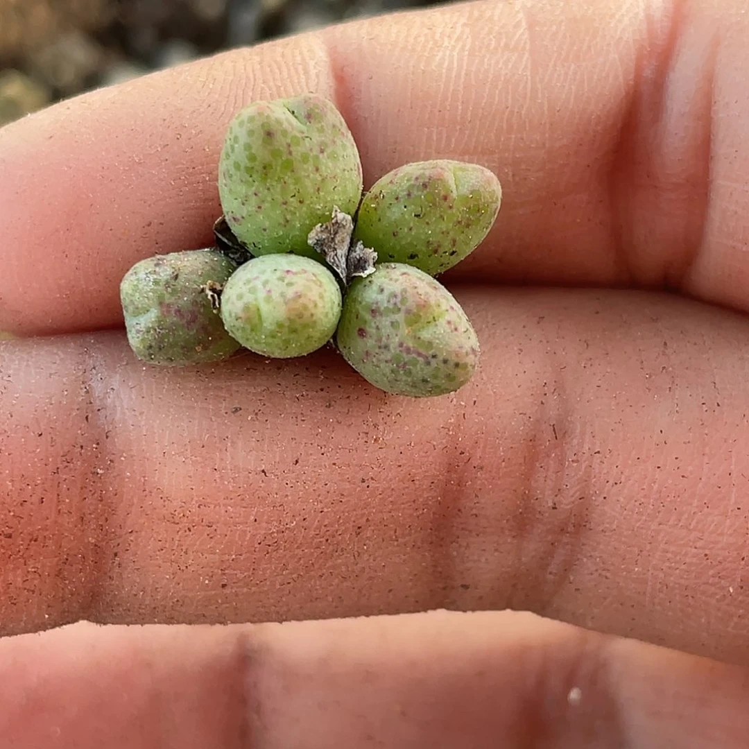 郭***?3-151肉锥多肉植物