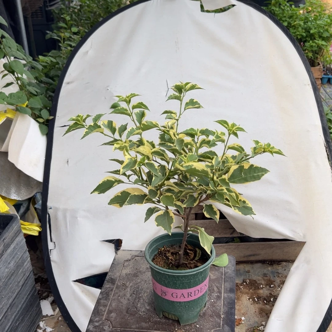 马斯直播间专属福利