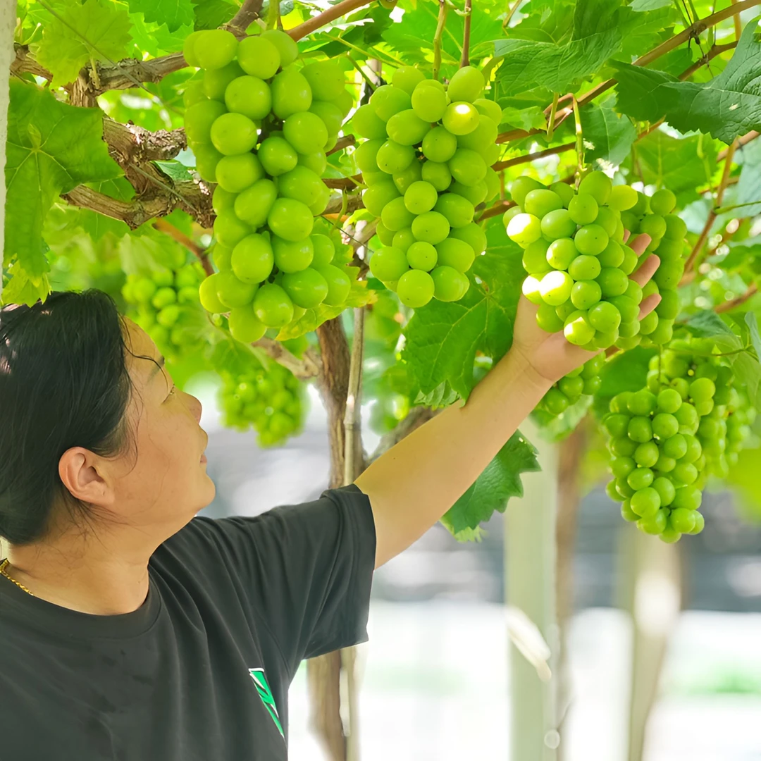 阳光玫瑰葡萄绍兴生态农庄绿色种植果园直发京东冷链送货上门