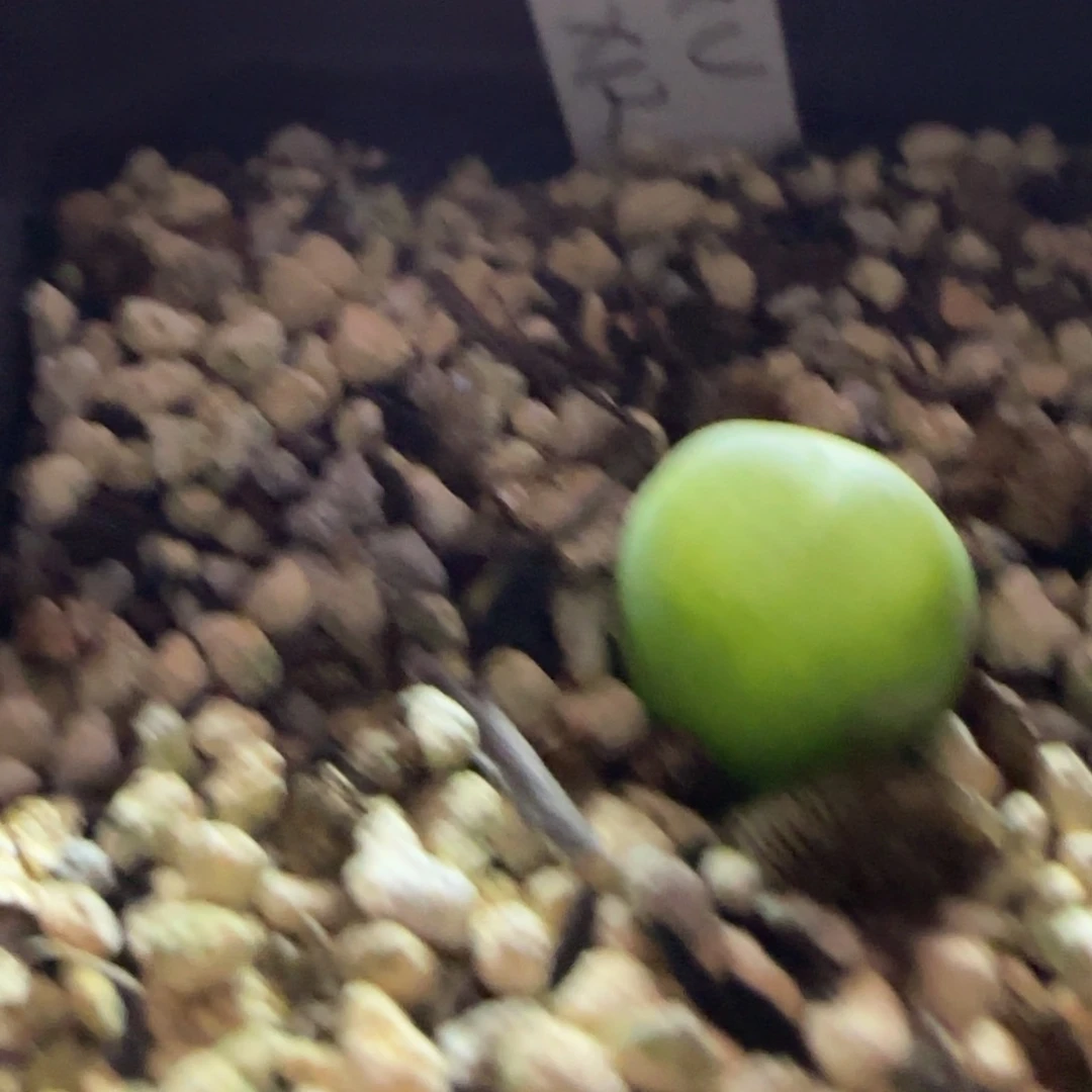 特拉登杂玉米多肉植物一颗