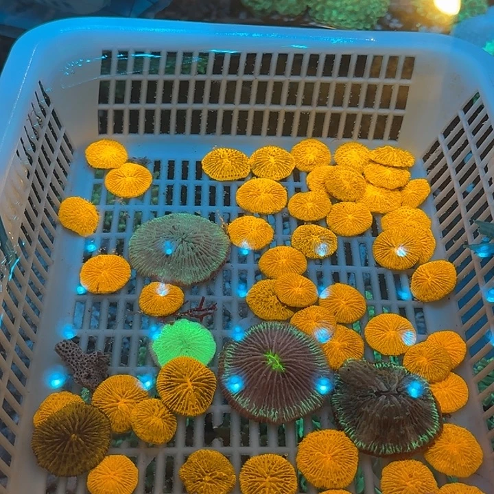 卡***卡纽扣珊瑚沙葵11122