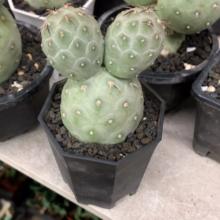 【闪购商品】C*.开播福利开播福利