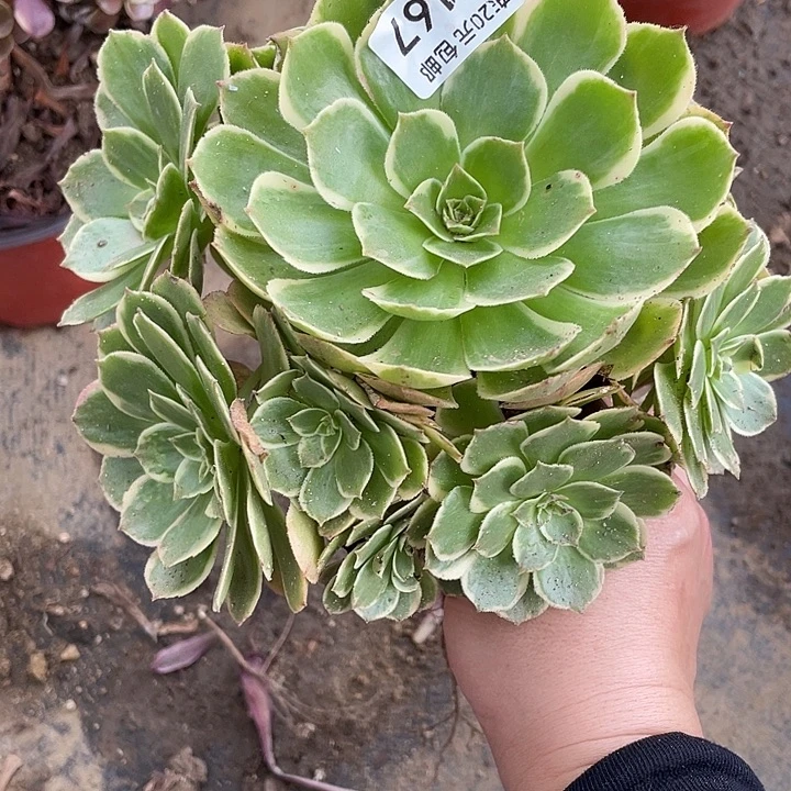 167粉花妖夜宴多肉植物法师