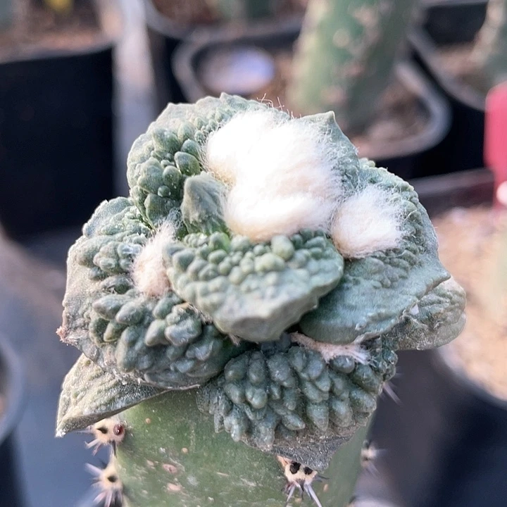 仙人球袖浦接哥斯拉怒涛164