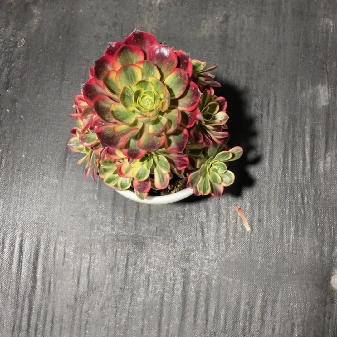 倩***宝漂亮的漂亮漂亮漂亮漂亮