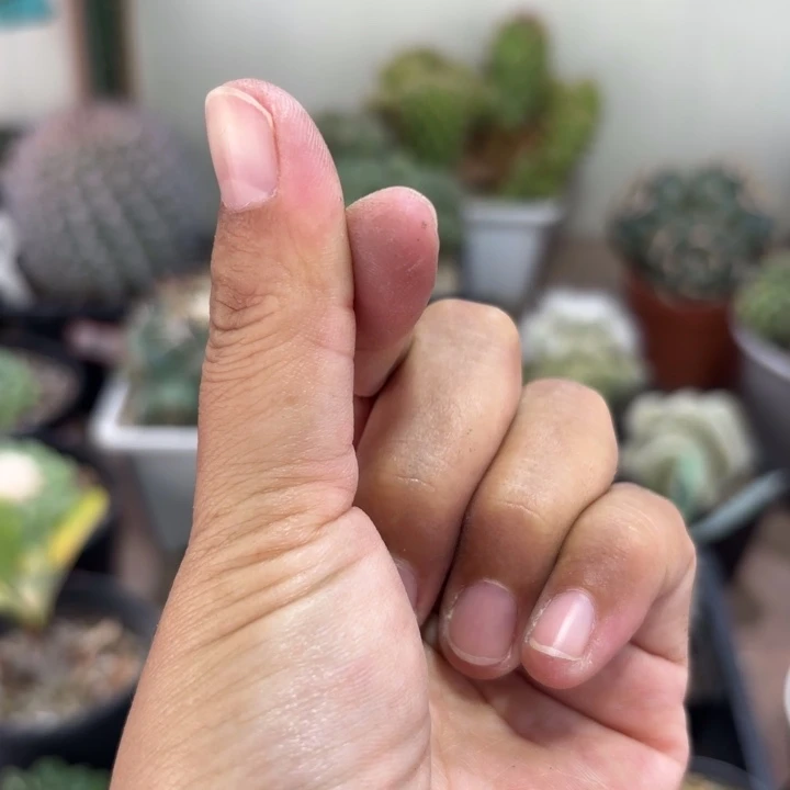 二个萝卜根草球好养量拍