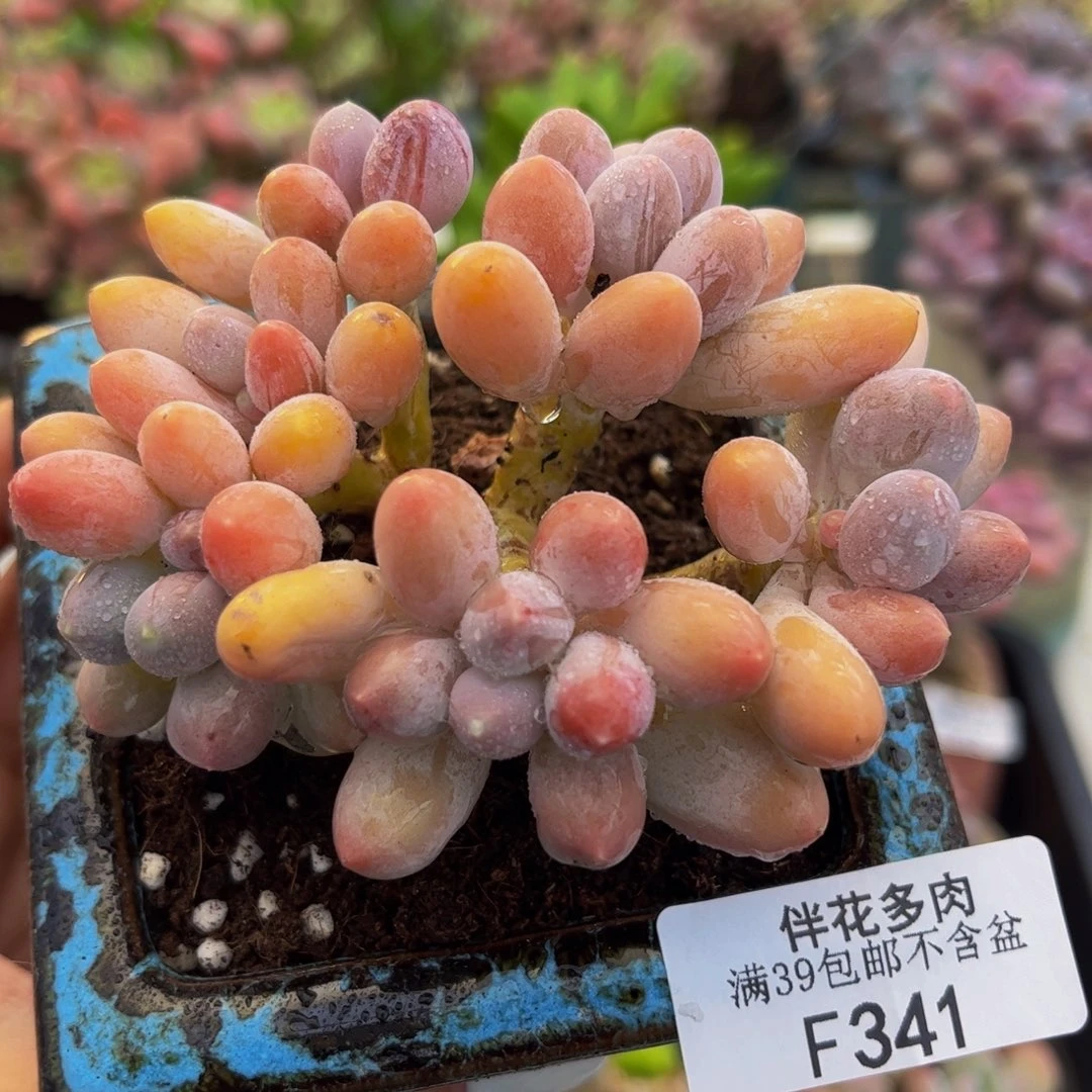341-香水手指奶酪多肉7cm