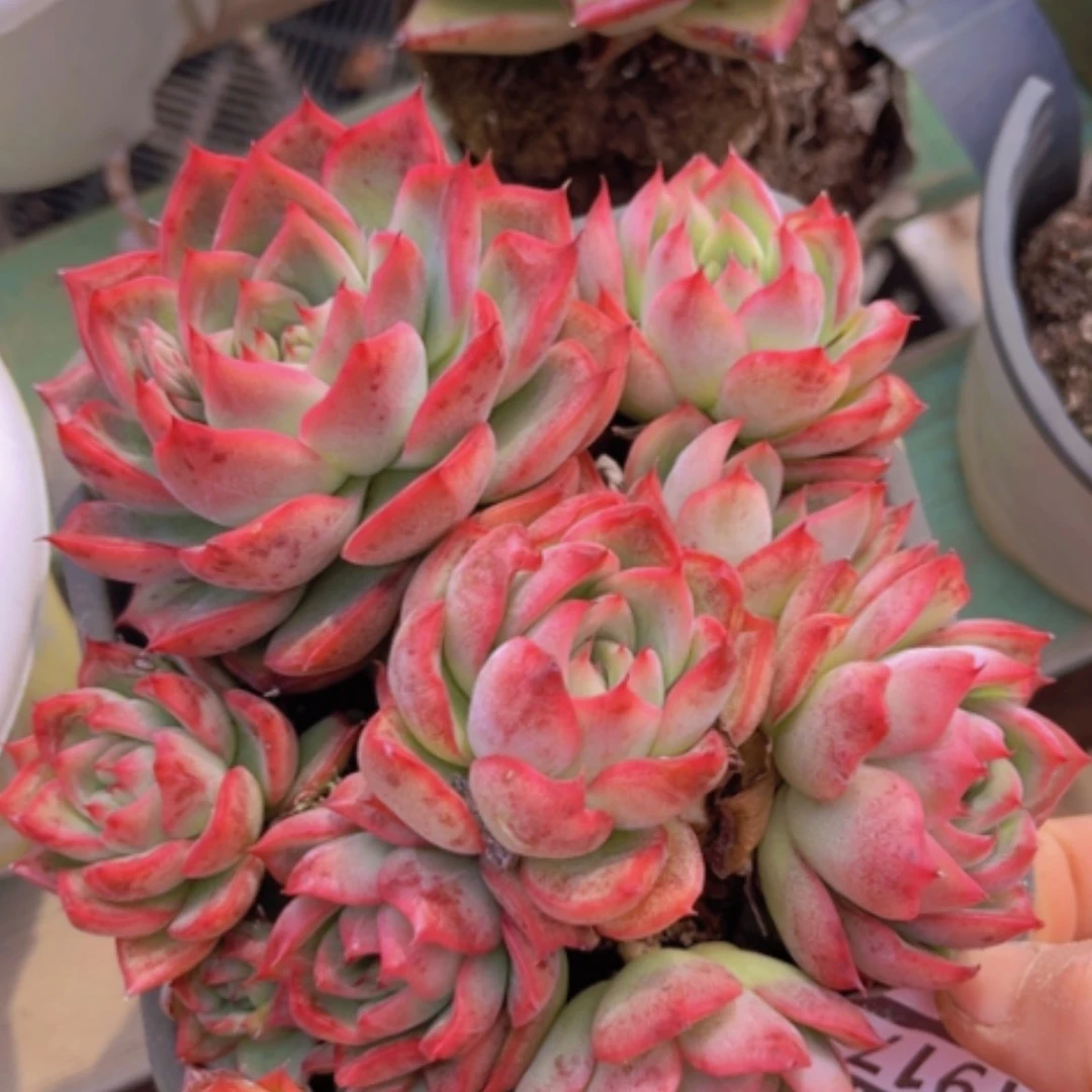 【闪购商品】弗瑞瑞安娜多肉1917