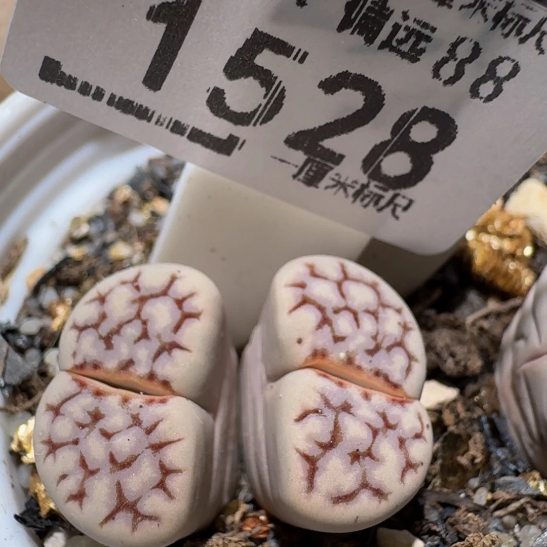 zzzz生石花肉锥1528