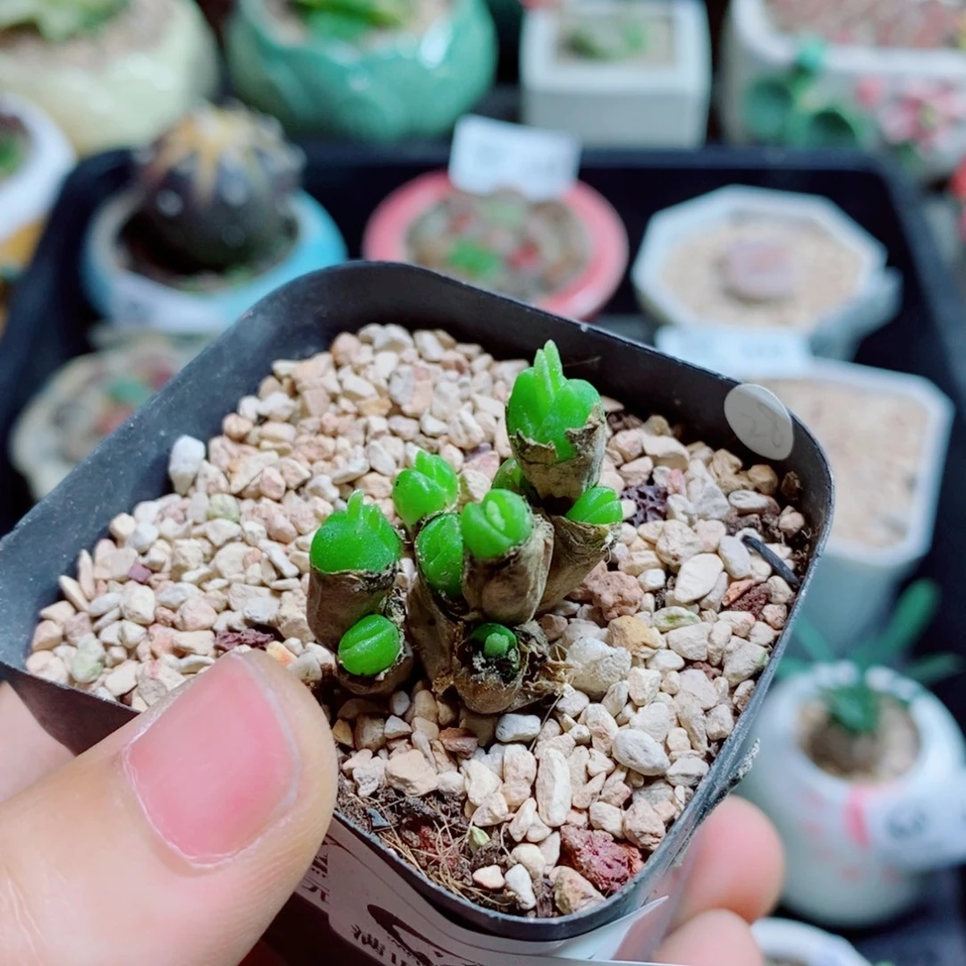 梦***一生石花花花花花花花444