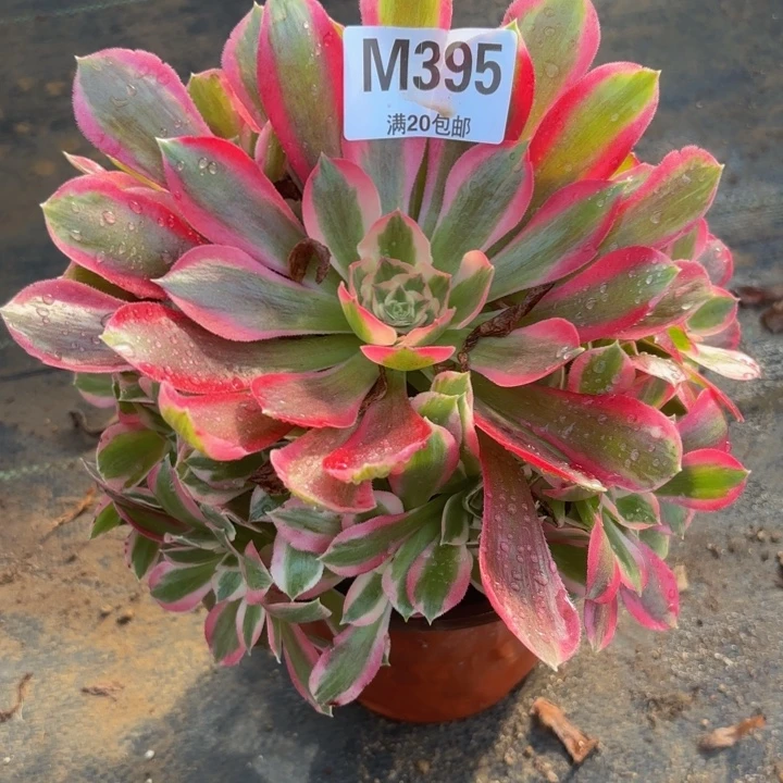 瑞妈多肉园艺，395，