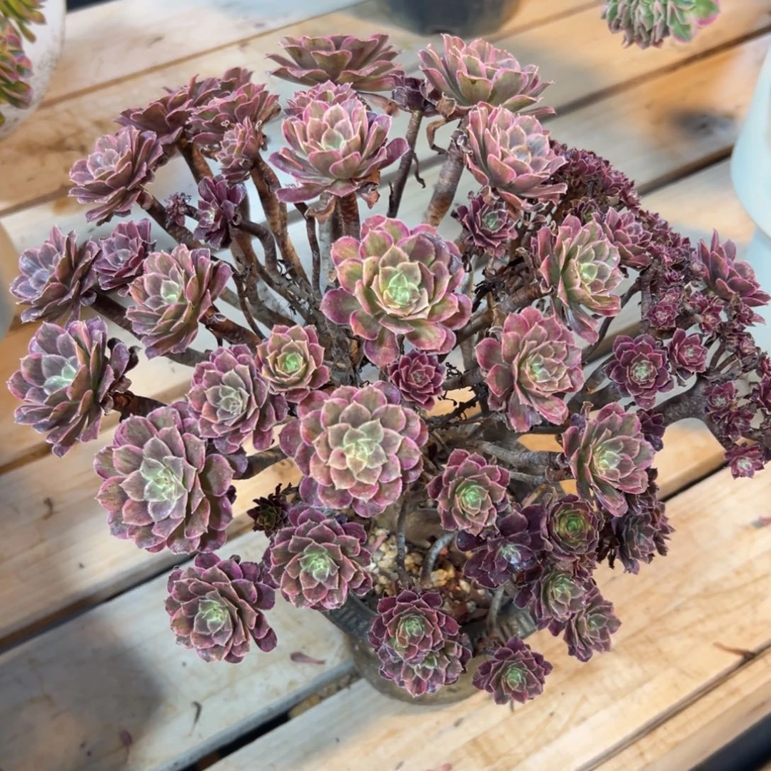 太***花水墨画缀化脱缀朵朵