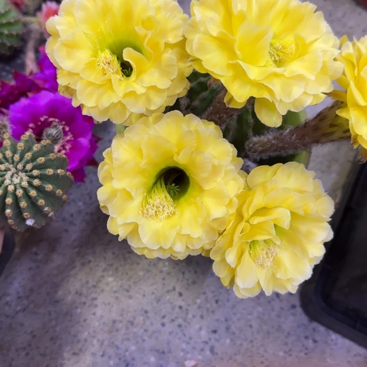 202彩草精灵歪无根侧牙4公分左右，20包邮