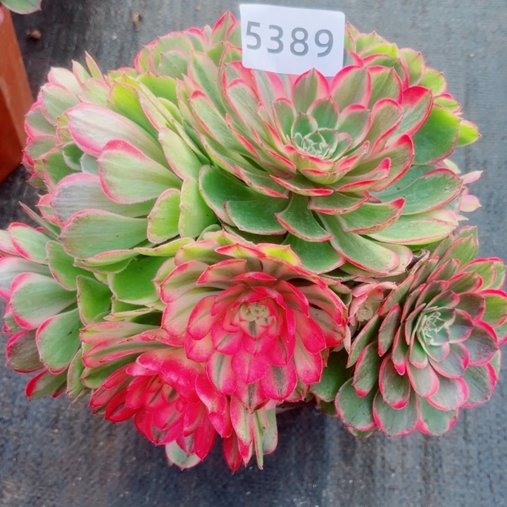 新品万紫千红多肉发货