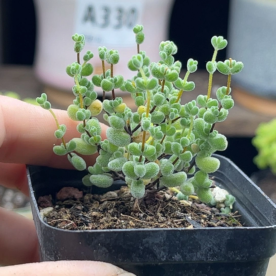 22薄荷实生莱斯优选枝干